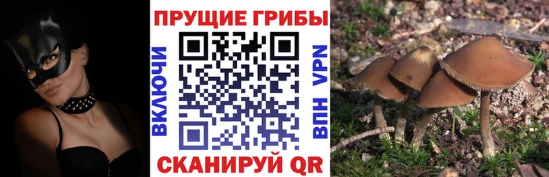 Псилоцибиновые грибы GOLDEN TEACHER  Себеж 
